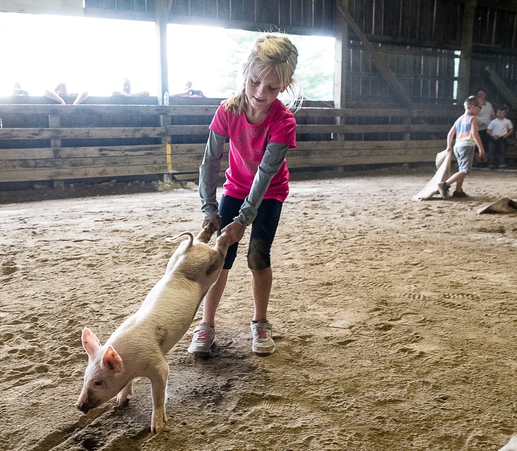 Oxford County Fair pig scramble draws enthusiastic kids