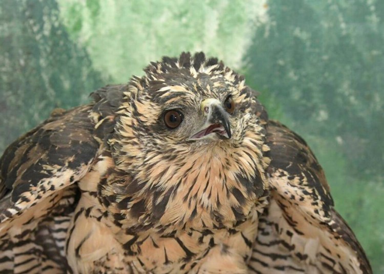 The great black hawk that was found suffering from frostbite in Deering Oaks struggled to recover at a bird sanctuary in Freedom; the raptor had to be put down.