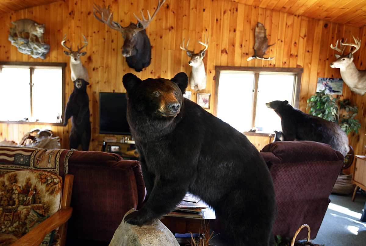Where in Maine hunters shot the most bears last year - Piscataquis