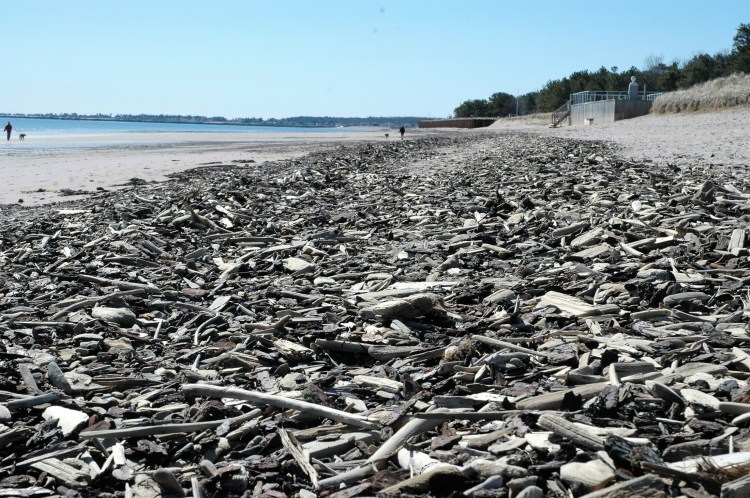Bayview Beach in Saco is covered with a layer of driftwood, the result of a nearby dredging operation. The phenomenon has attracted plenty of collectors to the beach.