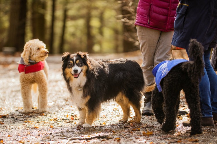 Dogs in Portland’s Baxter Woods park, wait leashless, along the trail, as their human companions socialize. Dogs are, at center, Babe, the Australian shepherd companion of Amy Homans, and at left and right, Riley and Obie, labradoodle pets of Jane Wellehan, all of Portland. 