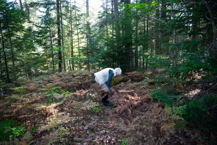 HARPSWELL, ME - OCTOBER 6: Jean Yarbrough of Harpswell is an avid forager of mushrooms. (Photo by Derek Davis/Staff Photographer)