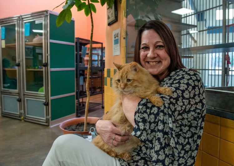 Sandy Graul sits with her current favorite shelter cat, Charlie, last week at the Greater Androscoggin Humane Society in Lewiston. Graul is the volunteer coordinator and a huge animal lover.