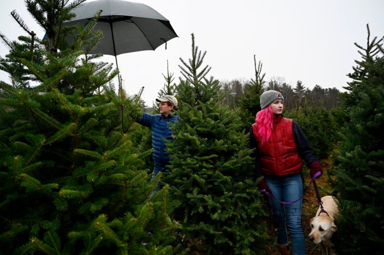 Clare Greenlaw and his daughter Sarah Greenlaw search for a tree at The Old Farm Christmas Place of Maine in Cape Elizabeth on Friday. Mainers are being advised to buy their trees early this year because of reduced supply and higher demand.
