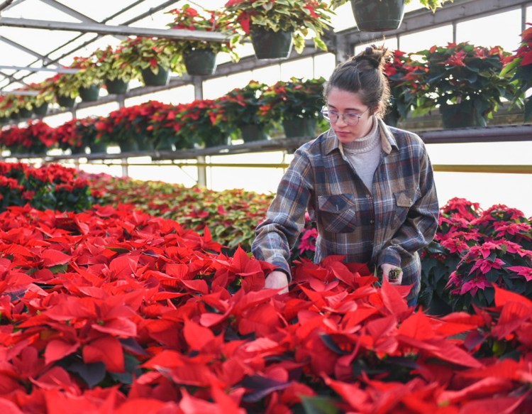 Amber Gadway looks over the poinsettias at a greenhouse at Whiting Farm in Auburn in November 2021.