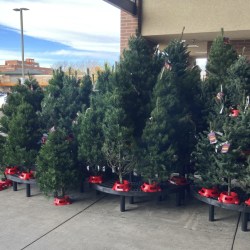 Christmas Tree Prices