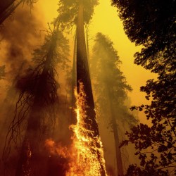 Giant Sequoias Killed