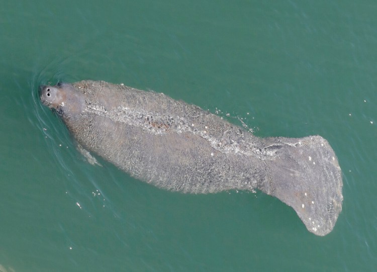 In this Thursday, April 2, 2020, file photo, a manatee comes up for air is it swims in the Stranahan River, in Fort Lauderdale, Fla. Florida is experiencing an unprecedented die-off of manatees this year, with 959 documented deaths as of mid-October. (AP Photo/Wilfredo Lee, File)
