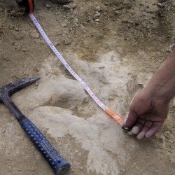 Fast Dinosaurs Footprints