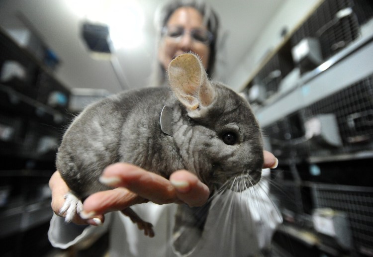 Marianne Sansouci of the Maine Chinchilla Ranch holds a chinchilla recently in the barn of the ranch in Sidney.
