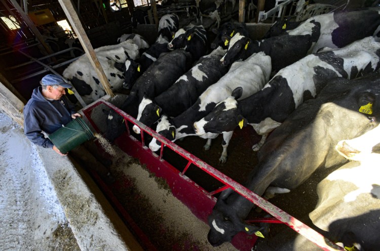 Art Miller, one of three partners in Miller Farm Inc., feeds the cows on the farm in 2020 in Vernon, Vt. Northeast organic dairy companies are trying to recruit consumers to help strengthen the industry after news that 135 farms in Vermont, Maine, New Hampshire and New York will lose their milk contracts.