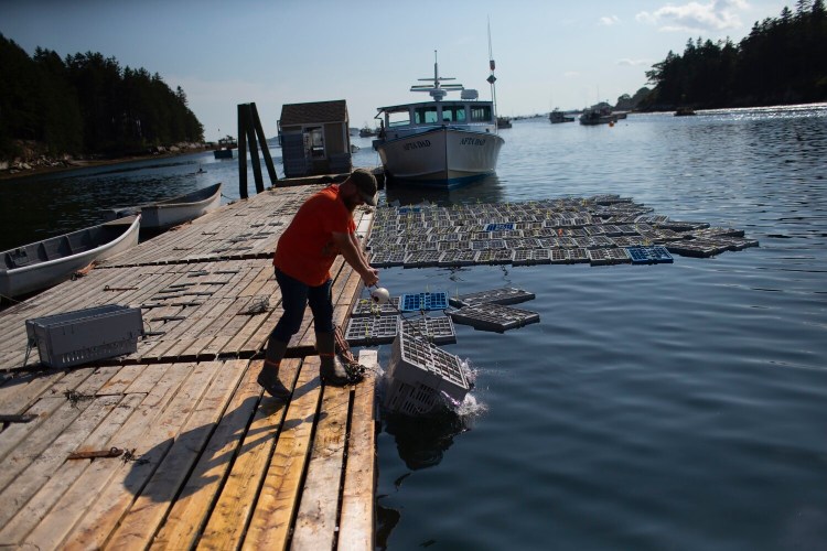 A worker sinks crates of lobsters before they are shipped out at Interstate Lobster Wharf in Harpswell in August. A Maine legislative committee overwhelmingly voted "ought to pass" Tuesday on a bill that would create a relief fund for lobstermen impacted by new regulations aimed at protecting endangered North Atlantic right whales.