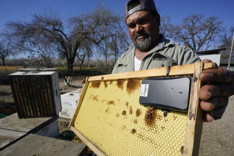 Beekeeper Helio Medina displays a beehive frame outfitted with a GPS locater that will be installed in one of the beehives he rents out, in Woodland, Calif. Medina said last year he lost 282 hives estimated to be worth $100,000. 