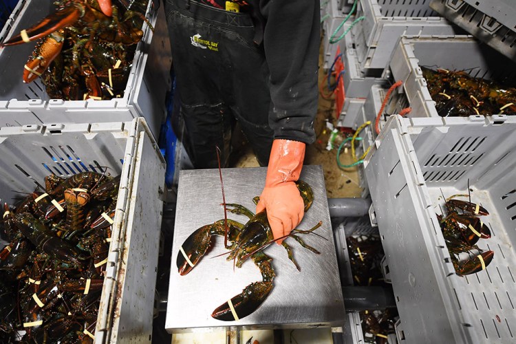 A man sorts lobsters at Ready Seafood in April 2016 in Portland.