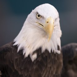 Eagles Killed Wind Turbines