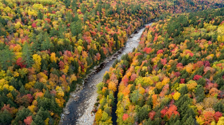 Trees on either side of the Wild River in Evans Notch, a great place for a foliage drive, and you never have to stop. 