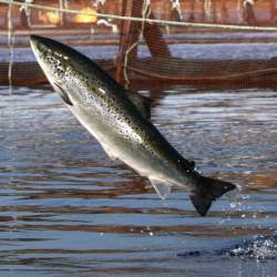 Offshore Salmon Farming