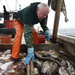 Haddock Overfishing