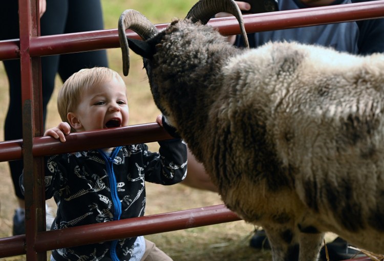 3353# 01fair UNITY., MAINE SEPTEMBER 25 2022  Harrison Billings, 2, of Corinth, Maine gets face to face with an American Jacob sheep while attending the Common Ground Country Fair in Unity, Maine Sunday September 25, 2022. (Rich Abrahamson/Morning Sentinel)f