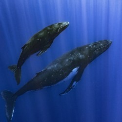 How Whales Sing