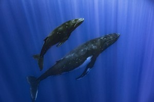 How Whales Sing