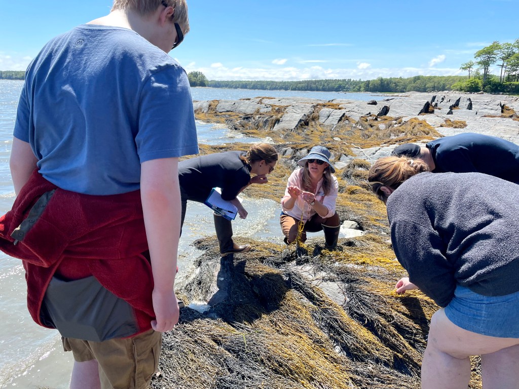 Citizen Scientists Discover the Secrets of Rockweed Phenology with University of Maine Cooperative Extension and Maine Sea Grant