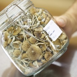 Oregon Magic Mushrooms