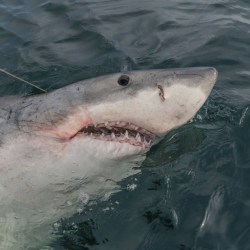 White Shark Tracking