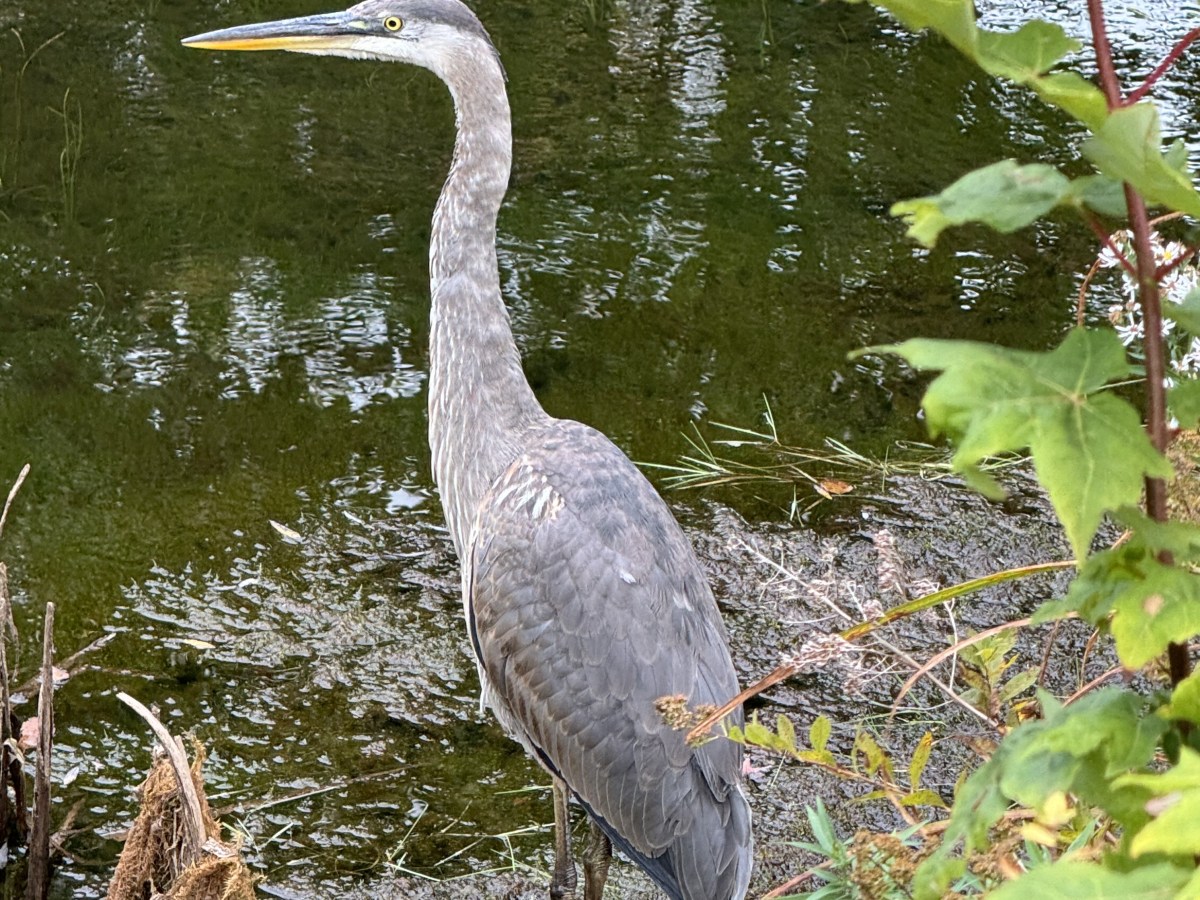 Advertiser Democrat reporter recognized for community journalism