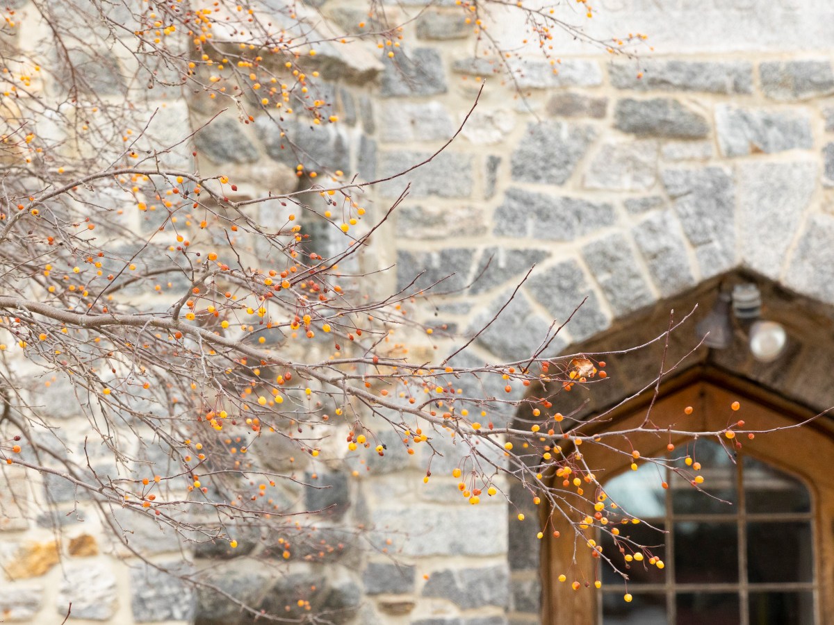 As winter takes hold in West Paris, some berries hold on
