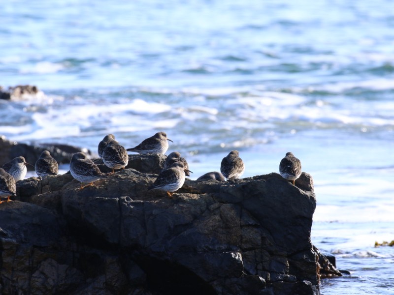 When birds irrupt, winter wakes up