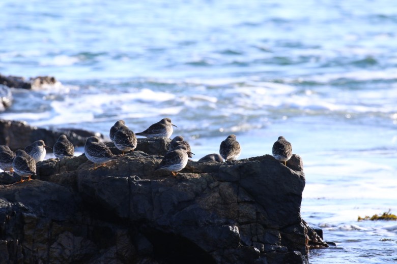 When birds irrupt, winter wakes up