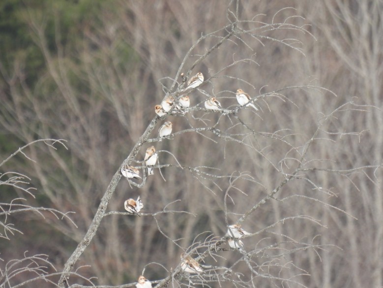 Farmington group notes 41 species for 126th Christmas Bird Count