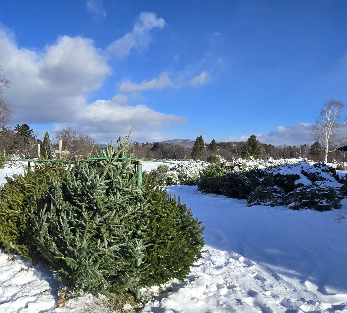 Looking for a Christmas tree? Try these Franklin County small businesses.