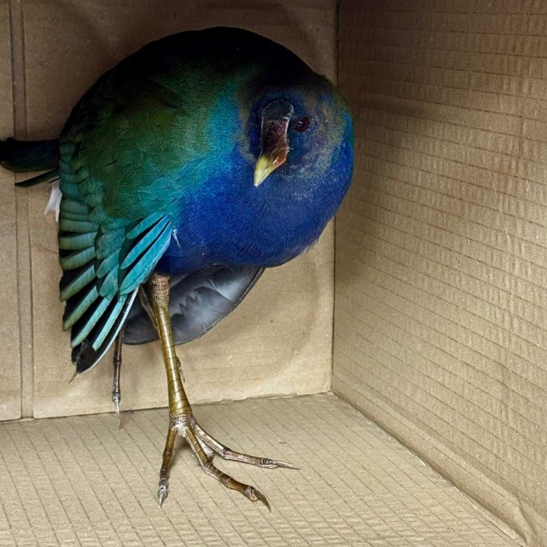 Tropical bird found in northern Maine after being blown off course