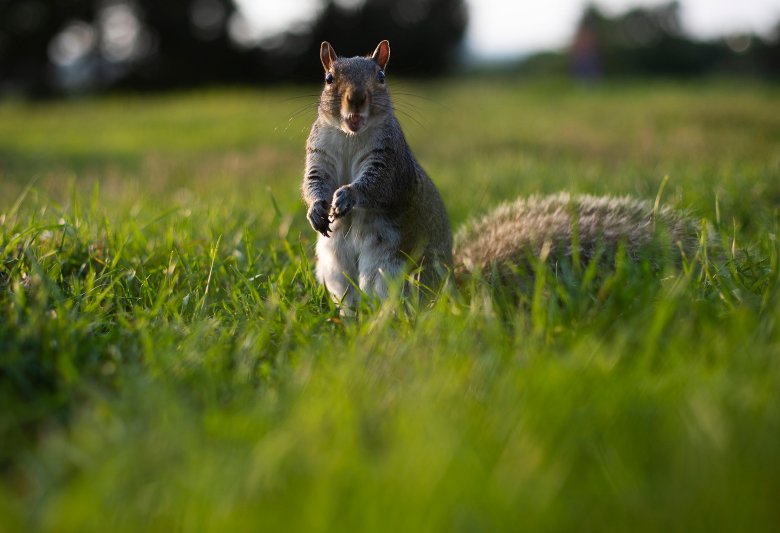 A little bit about squirrels on 6th anniversary of Ask Maine Audubon