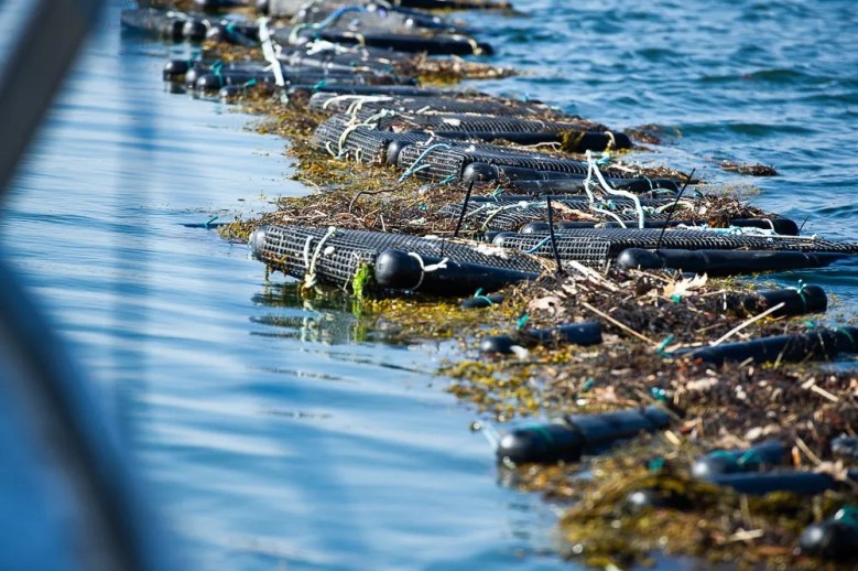 Sea farming preserves Maine’s marine heritage. Stop squeezing it out.  | Opinion